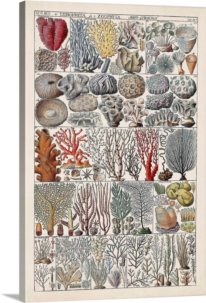 Coral Chart