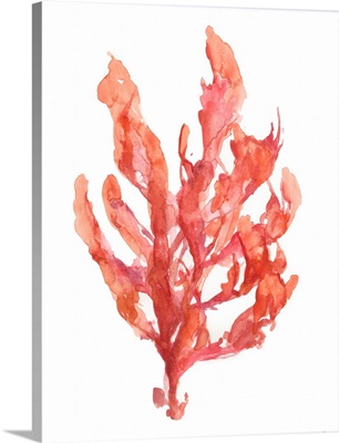 Coral Kelp I
