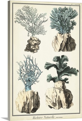 Coral Species III