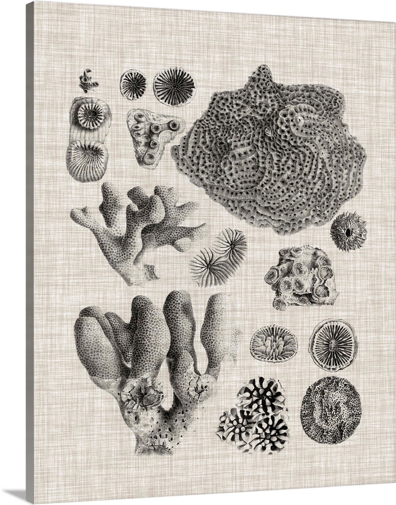 Coral Specimen II Wall Art, Canvas Prints, Framed Prints, Wall Peels