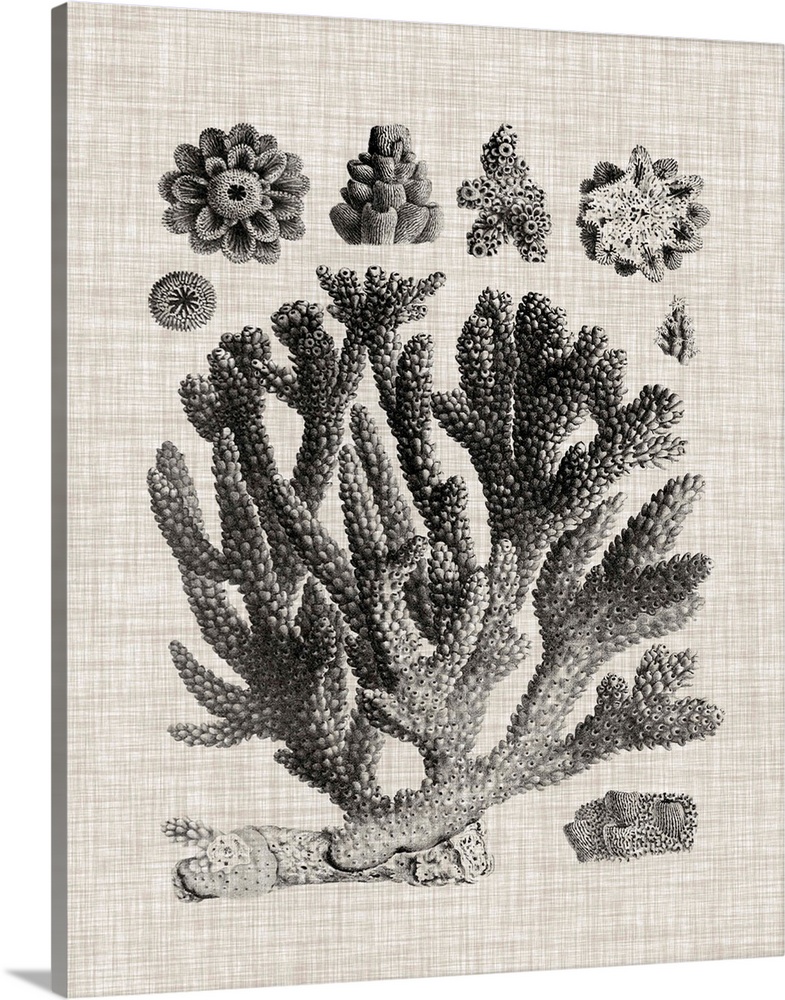 https://static.greatbigcanvas.com/images/singlecanvas_thick_none/world-art-group/coral-specimen-iv,2560700.jpg