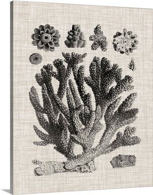 Coral Specimen IV