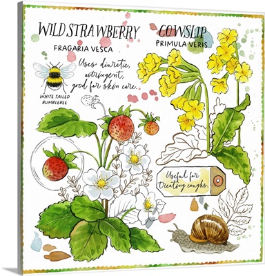 Cowslip And Strawberry