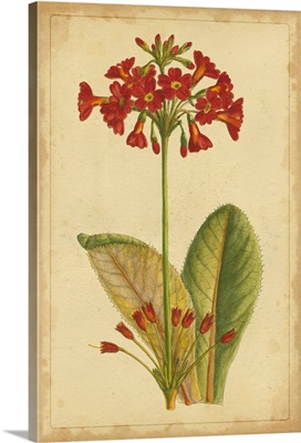 Curtis Blooms in Red I