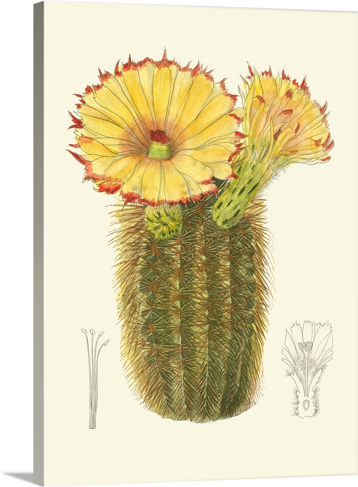 Curtis Flowering Cactus I