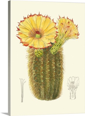 Curtis Flowering Cactus I