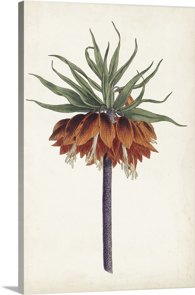 Large decorative art with an orange and green crown imperial flower on an aged white background.