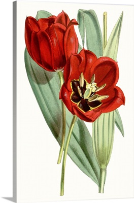 Curtis Tulips V