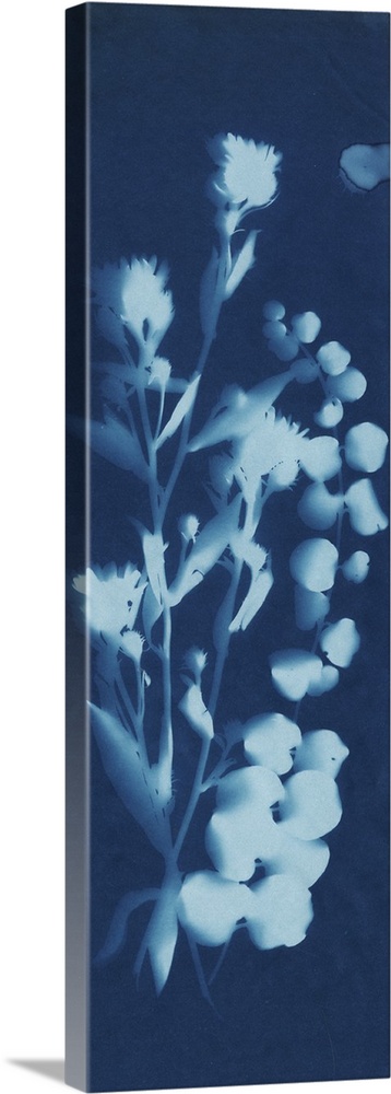 A blueprint style cyanotype photograph of a plant.