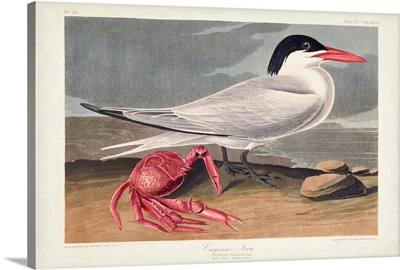 Cyenne Tern