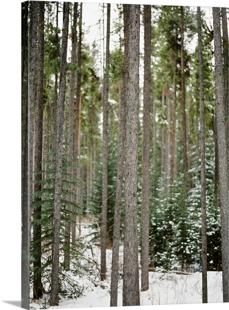 Photograph of tall bare tree trunks in a snowy forest, Banff, Canada