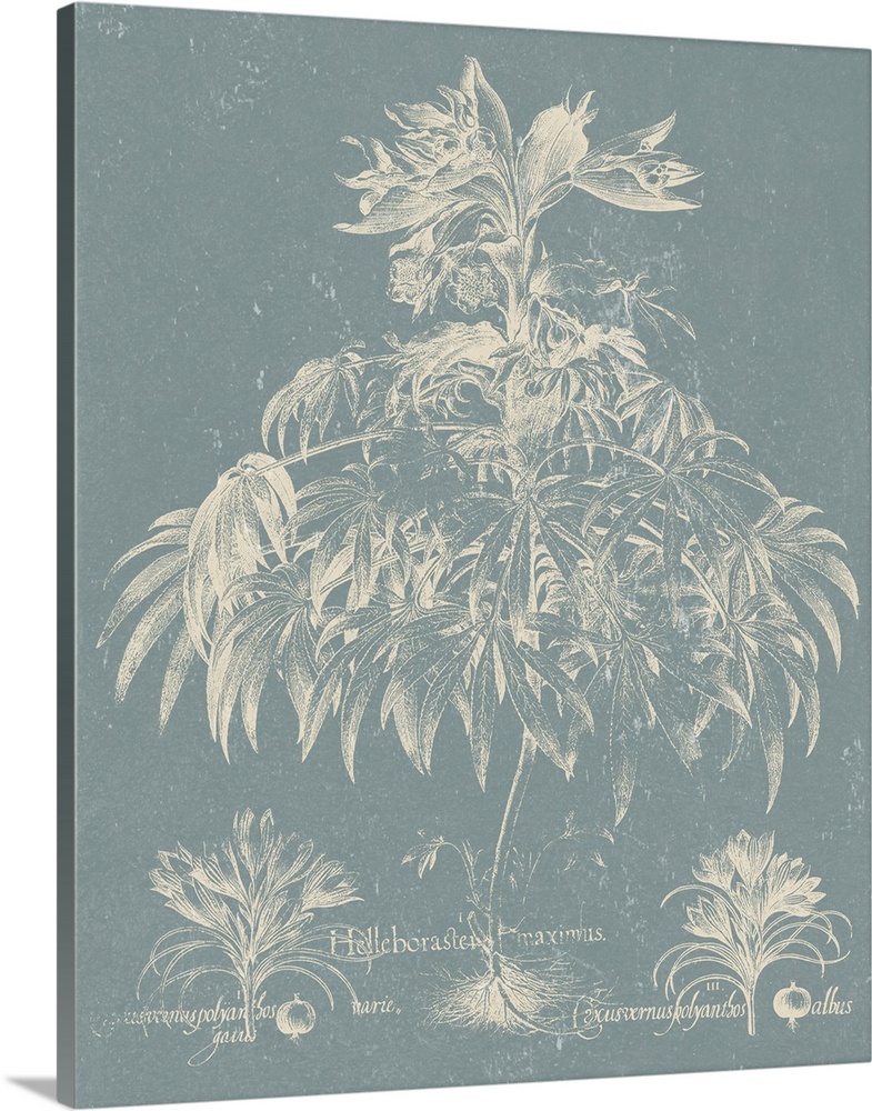 Vintage-inspired botanical illustration of besler leaves on a light blue background.