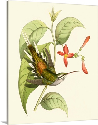 Delicate Hummingbird I