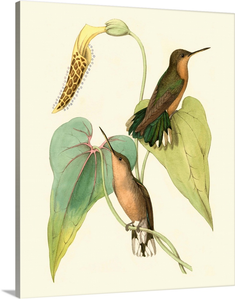 Delicate Hummingbird II