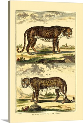 Diderot's Panther and Leopard