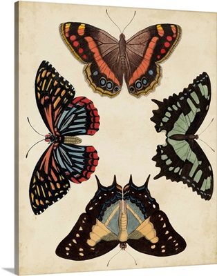 Display of Butterflies IV