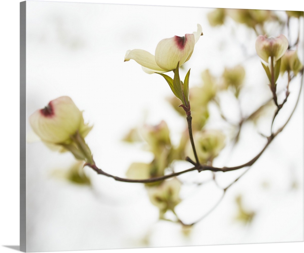 Dogwood Detail III