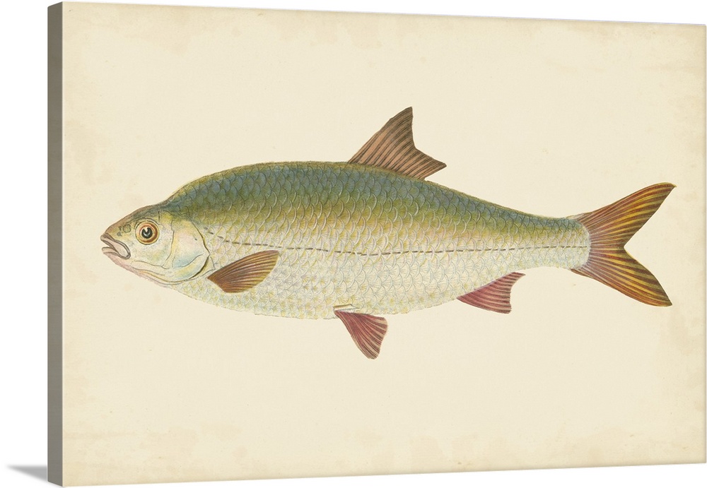 Vintage stylized illustration of a fish against a parchment background.