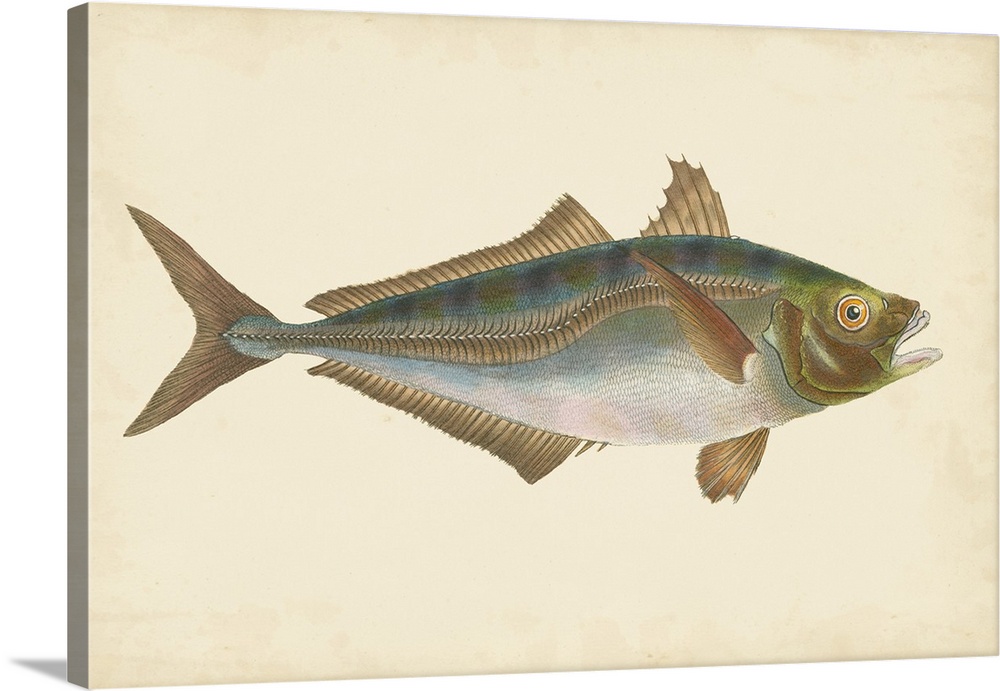 Vintage stylized illustration of a fish against a parchment background.