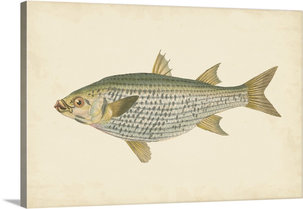 Vintage stylized illustration of a fish against a parchment background.