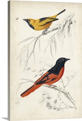 D'Orbigny Birds VIII