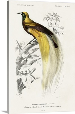 d'Orbigny Exotic Bird I