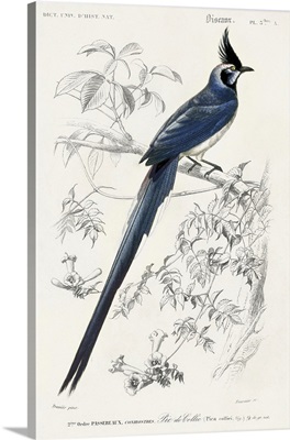 d'Orbigny Exotic Bird IV
