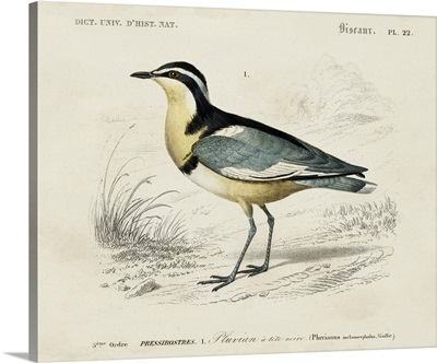 d'Orbigny Seabird I