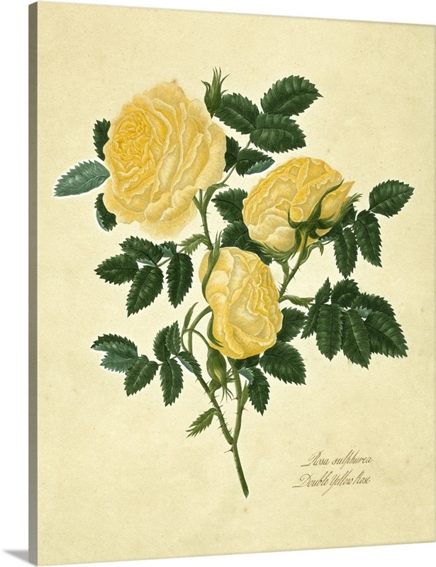 Double Yellow Roses Double Yellow Rose | Great Big Canvas