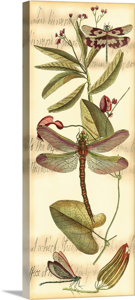 Contemporary artwork of a vintage style dragonfly illustration.