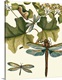 image thumbnail of Dragonfly Medley II