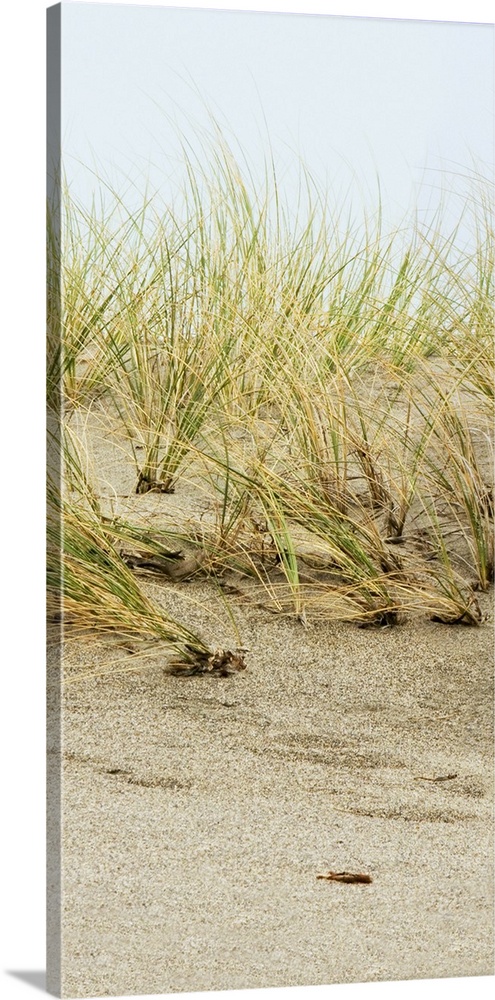 A photograph of a sand dune with tall golden yellow and green beach grass.