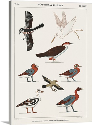 Egyptian Bird Charts IV