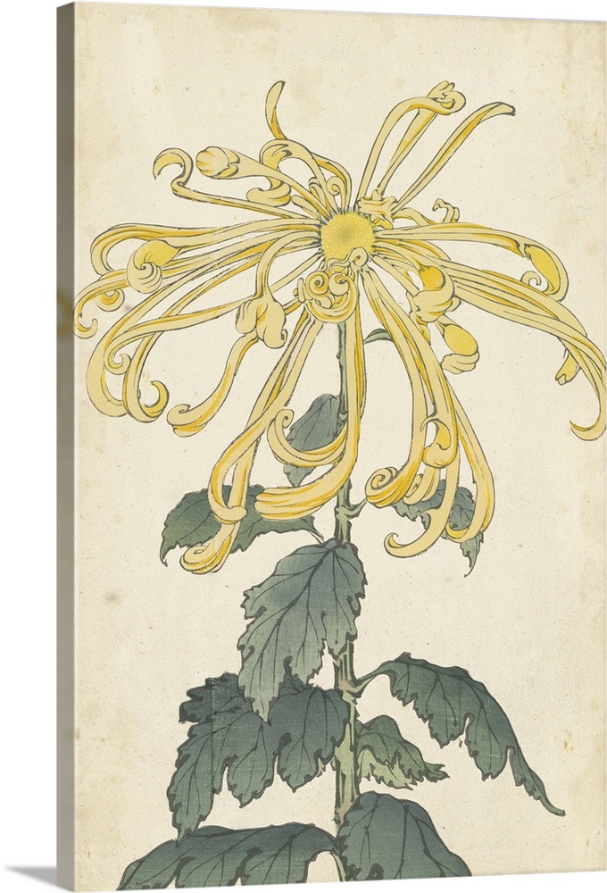Elegant Chrysanthemums II
