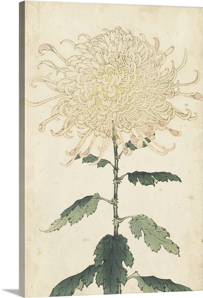 Elegant Chrysanthemums III