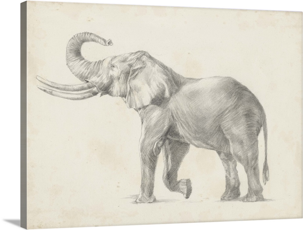 Pencil drawing of an elephant on a parchment background.