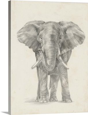Elephant Sketch II