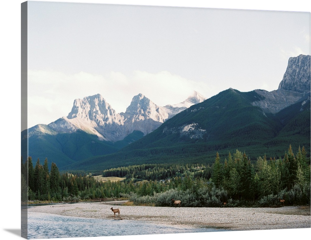 Photograph of several elk approaching the water's edge, Canmore, Canada.