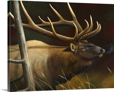 Elk Portrait II