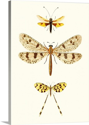 Entomology Series I