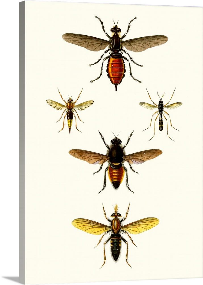 Entomology Series IX