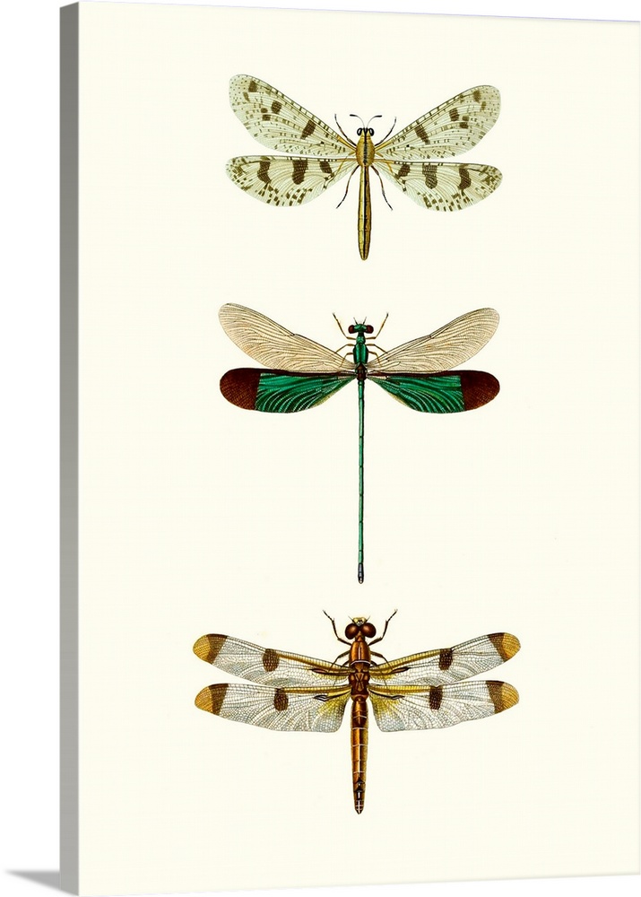 Entomology Series VII