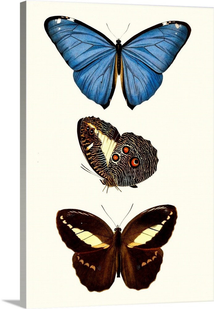 Entomology Series VIII