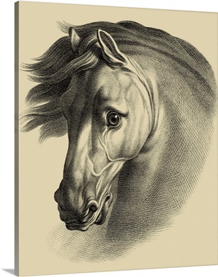 Equestrian Portrait I