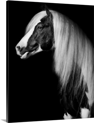 Equine Portrait VII