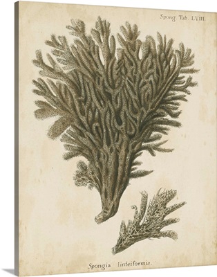 Esper Antique Coral III