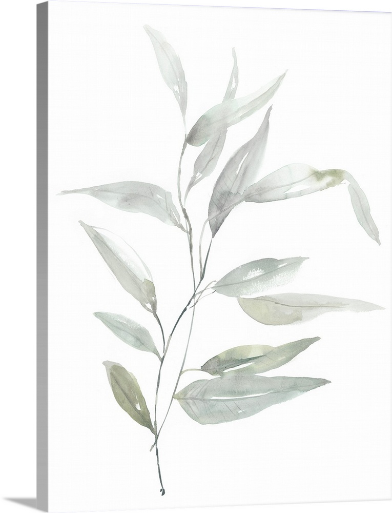 Ethereal Eucalyptus II