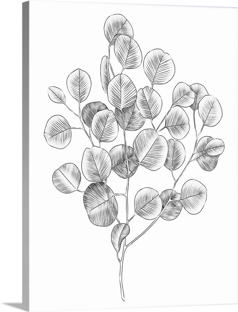Eucalyptus Sketch II