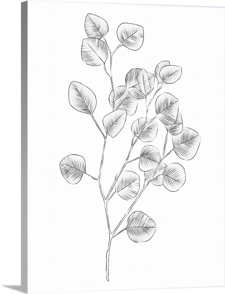 Eucalyptus Sketch III