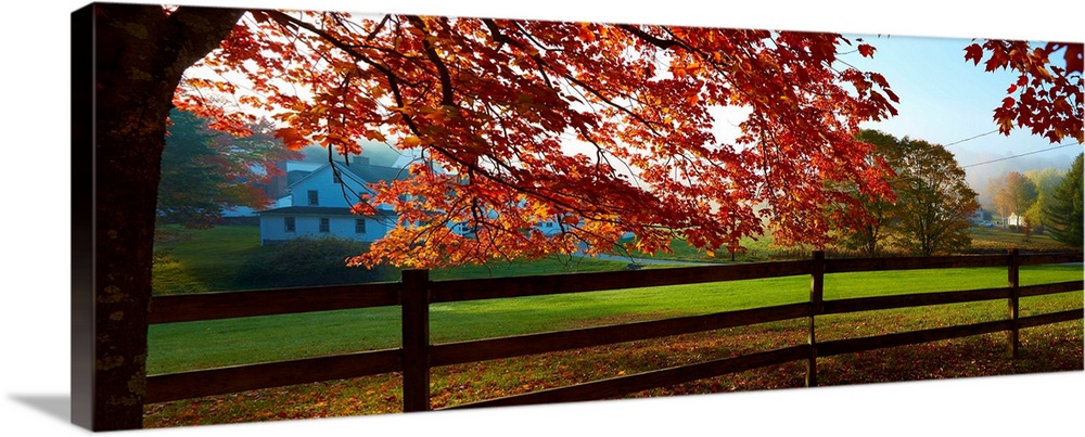 Panoramic photograph of a wooden fence running through the front of a countryside yard with an Autumn tree and branches fo...